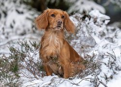 Working cocker spaniel na śniegu