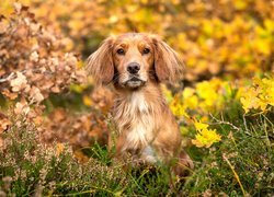 Working cocker spaniel pośród jesiennych liści i wrzosów