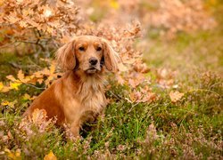 Working cocker spaniel pośród jesiennych liści