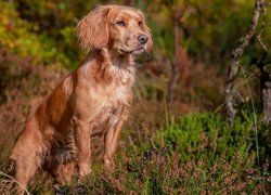 Working cocker spaniel przy kępce wrzosów