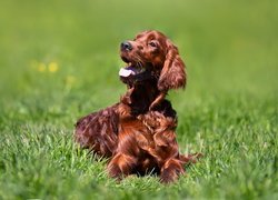 Working cocker spaniel w trawie