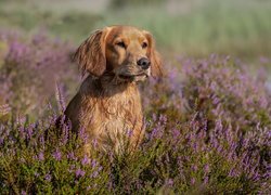 Pies, Working cocker spaniel, Wrzosy