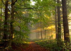 Las, Ścieżka, Drzewa, Światło, Słoneczne