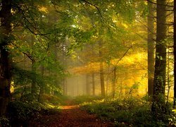 Drzewa, Ścieżka, Przebijające światło, Las