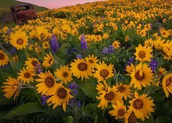 Wrak samochodu pośród kwiatów balsamorhizy