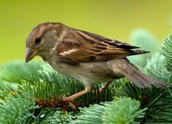 Wróbel na iglastych gałązkach