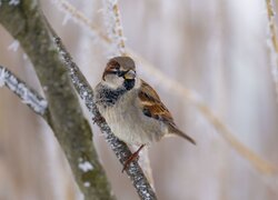 Ptak, Wróbel, Śnieg, Gałąź, Zima, Rozmycie