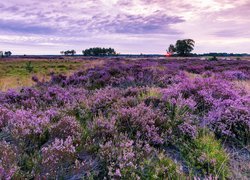 Wrzosy, Wrzosowisko, Drzewa, Kalmthout Heath, Rezerwat, Belgia