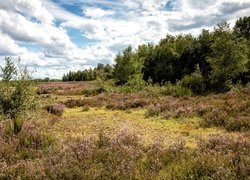 Niemcy, Nadrenia-Westfalia, Rezerwat przyrody Drover Heide, Drzewa, Las, Wrzosowisko