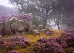 Anglia, Park Narodowy Peak District, Jesień, Mgła, Wrzosowisko, Wrzos, Drzewa, Skały