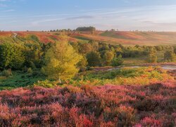 Wrzosowisko na wzgórzach w Parku Narodowym New Forest