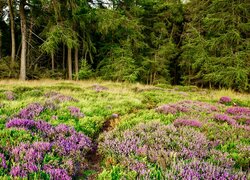 Anglia, Derbyshire, Park Narodowy Peak District, Las, Drzewa, Wrzosowisko, Ścieżka