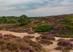 Holandia, Park Narodowy De Hoge Veluwe, Wrzosy, Trawa, Drzewa, Wzgórza, Wrzosowisko