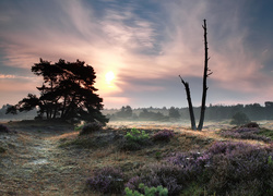 Holandia, Park Narodowy Drents-Friese Wold, Wrzosowisko, Wschód słońca, Mgła, Drzewa