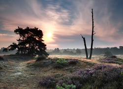 Wrzosowisko w Parku Narodowym Drents-Friese Wold