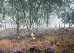 Anglia, Park Narodowy Peak District, Wrzosowisko, Wrzos, Drzewa, Brzozy, Mgła