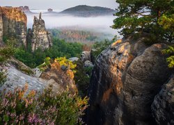 Niemcy, Park Narodowy Saskiej Szwajcarii, Skały, Góry Połabskie, Lasy, Drzewa, Wrzosy, Mgła