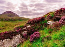 Wzgórza, Góra, Skały, Kwiaty, Wrzosy, Wrzosowisko, Park Narodowy Connemara, Irlandia