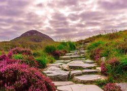 Wrzosy przy kamiennej ścieżce w Parku Narodowym Connemara