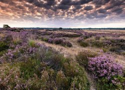 Belgia, Kalmthout, Park Narodowy De Zoom – Kalmthoutse Heide, Ciemne, Chmury, Pola, Wrzos, Wrzosowisko