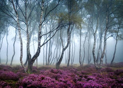 Wrzosy w zamglonym brzozowym lesie w Stanton Moor w Anglii