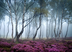 Anglia, Park Narodowy Peak District, Stanton Moor, Jesień, Mgła, Las, Drzewa, Brzozy, Wrzosowisko