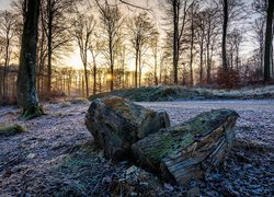 Wschód słońca na oszronionej drodze w lesie