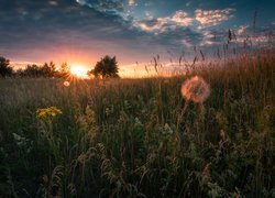 Wschód słońca nad drzewami i łąką