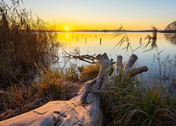 Wschód słońca, Jezioro Schwielochsee, Konar, Trawa, Trzcina, Brandenburgia, Niemcy