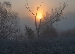 Wschód słońca nad mglistą łąką z drzewami