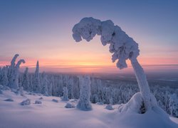 Park Narodowy Riisitunturi, Zima, Las, Ośnieżone, Drzewa, Wschód słońca, Gmina Posio, Laponia, Finlandia  Finlandia