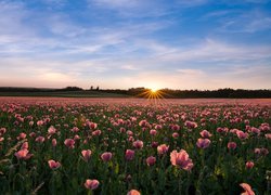 Wschód słońca nad plantacja różowych maków