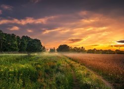 Wschód słońca nad polem i łąką
