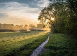 Pole, Droga, Drzewa, Wschód słońca, Mgła