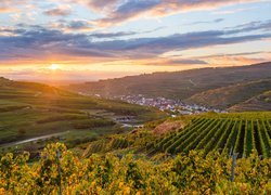 Wschód słońca nad winnicami na wzgórzach Kaiserstuhl