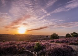 Wschód słońca nad wrzosowiskiem