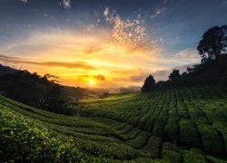 Wschód słońca nad wzgórzami w Cameron Highlands