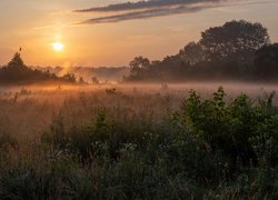 Łąka, Trawa, Rośliny, Drzewa, Wschód słońca, Mgła