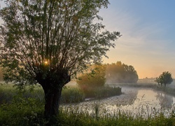 Rzeka, Drzewo, Trawa, Mgła, Wschód słońca