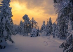 Las, Drzewa, Śnieg, Wschód słońca