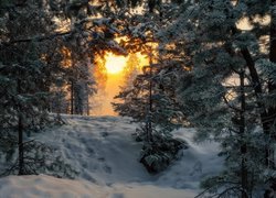 Wschód słońca w zimowym lesie