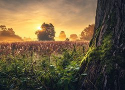 Wschodzące słońce nad zamgloną łąką