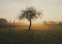 Wschód słońca, Drzewa, Łąka, Mgła