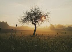 Wschodzące słońce za gałęziami drzewa na zamglonej łące