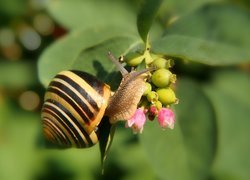 Wstężyk gajowy w zbliżeniu