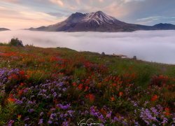 Góry Kaskadowe, Wulkan Mount St. Helens, Łąka, Kwiaty, Castilleja, Góry, Mgła, Stan Waszyngton, Stany Zjednoczone