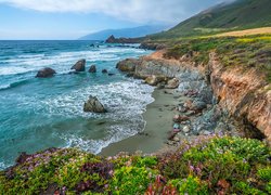 Morze, Wybrzeże, Skały, Kamienie, Rośliny, Kwiaty, Region Big Sur, Kalifornia, Stany Zjednoczone