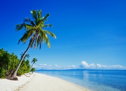 Wybrzeże Filipin z plażą i palmami