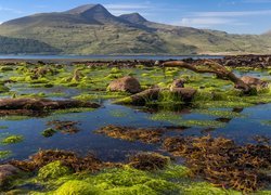Wybrzeże wyspy Mull pokryte kamieniami i glonami