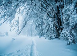 Wydeptana ścieżka na śniegu pod lasem